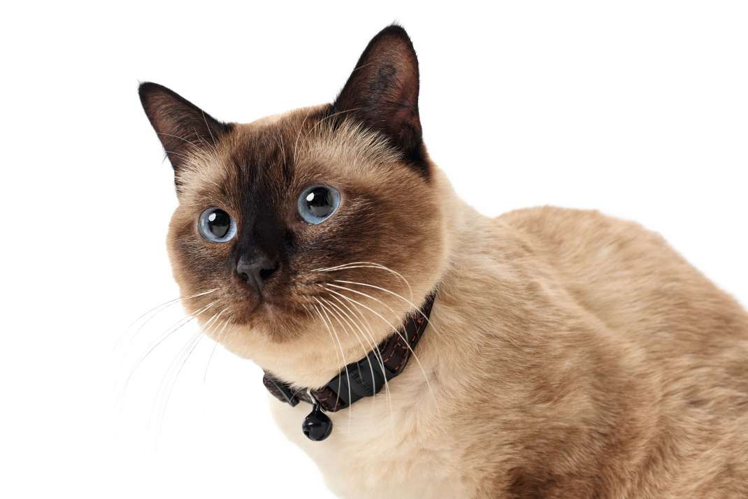 Eksikliğini Hissetmeyeceğiniz Kedi Malzemeleri