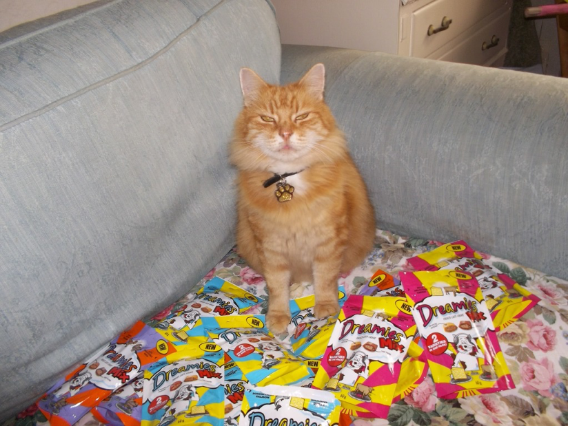 Kedi İçin Acil Olmayan İhtiyaçlar Listesi