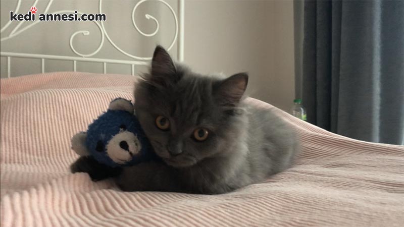 Kediler Icin Acil Ihtiyaclar Nelerdir Kediannesi Com