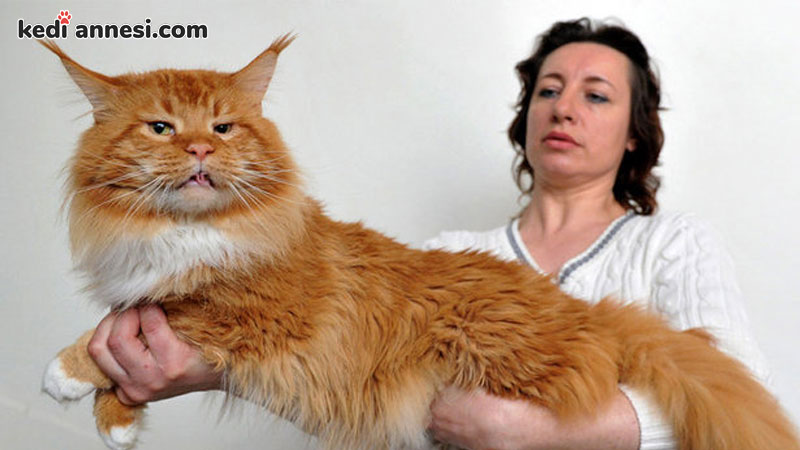 kedi-sahiplenme-kedi-sahiplenmek-kilolu-kedi-obez-kedi