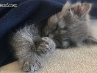 kedi-sahiplenme-kedi-sahiplenmek-uyuyan-yavru-kedi