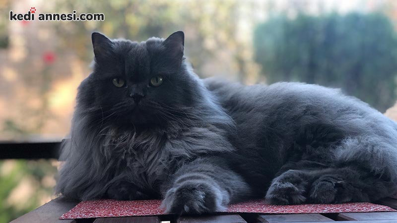 Kedi Sahiplenmek Cevaplamaniz Gereken Sorular Kediannesi Com