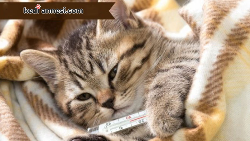Kedi Hastaliklari Ve Asilama Gerektiren Durumlar Kediannesi Com