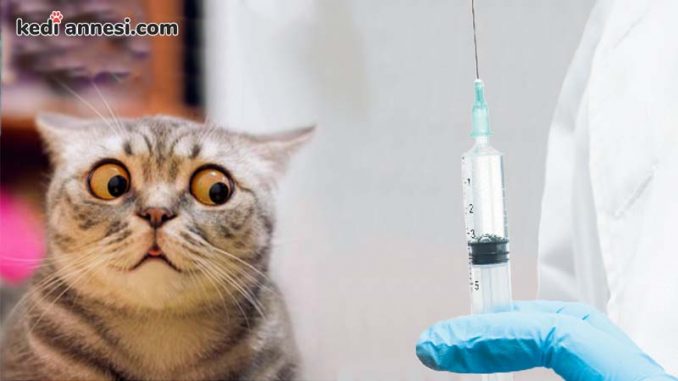 kedi aşı takvimi