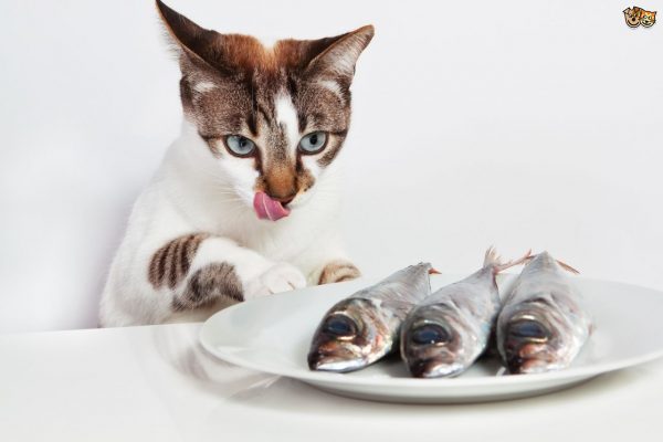kedilere ev yemegi verilir mi kediannesi com