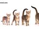 kedilerin-yasi-kedi-hayat-dongusu-kedi-ailesi