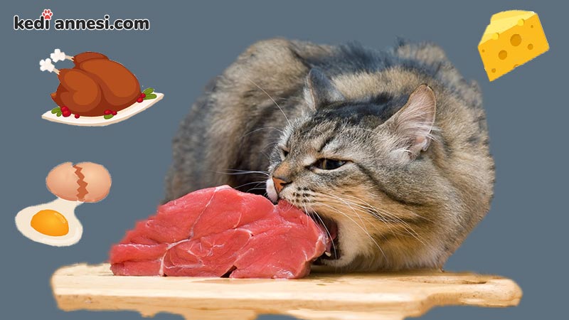 Kedilere Ev Yemegi Verilir Mi Kediannesi Com