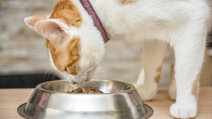 kedilerde-ozel-beslenme-gerektiren-durumlar