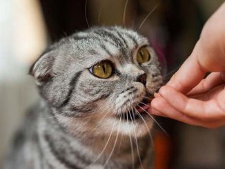 scottish-fold-shorthair