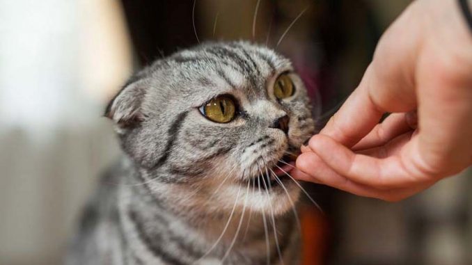 scottish-fold-shorthair