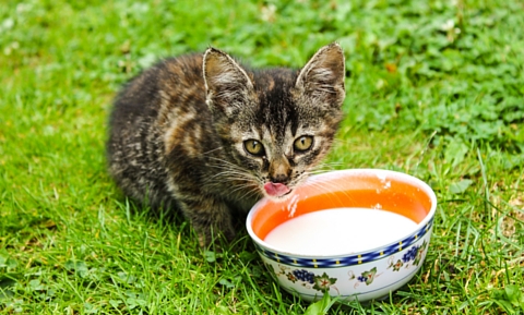 sut-icen-yavru-kedi-kedilerde-ozel-beslenme-gerektiren-durumlar