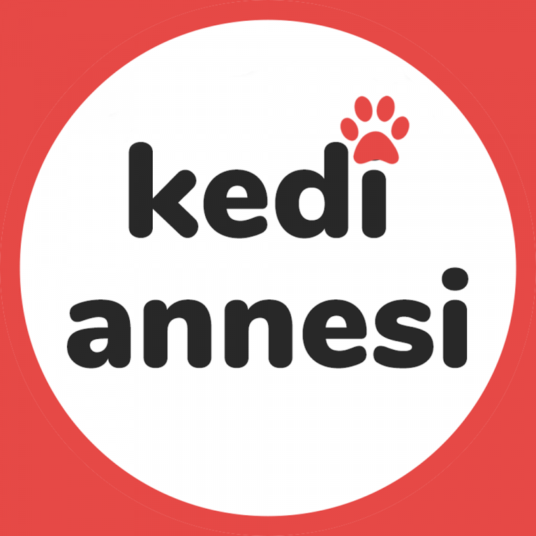 Anne kedi ve yavrular hakkında bilinmesi gerekenler