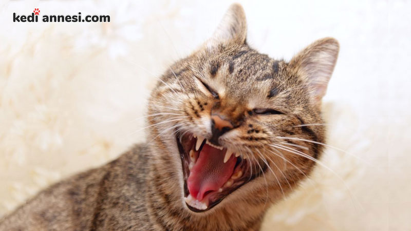 Dişi Kedinin Kızgınlık Belirtileri