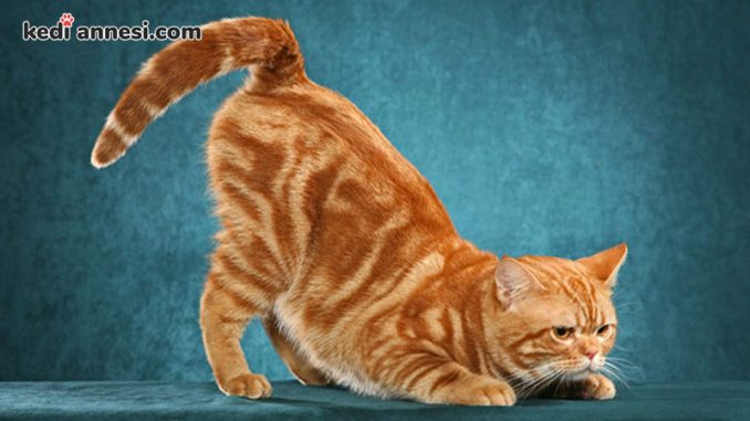 erkek kedilerde kizginlik donemi ve bilinmesi gerekenler kediannesi com