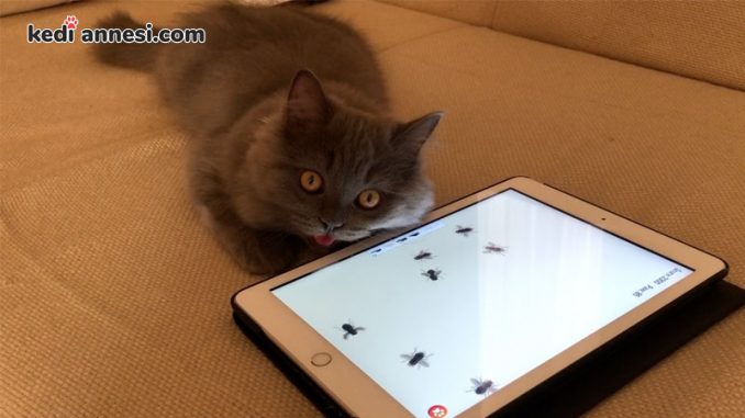 kedi-oyunu-oynayan-kedi-kedi-oyunu-iphone-uygulamasi-kedi-oyunu-ipad-uygulamasi