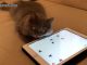 kedi-oyunu-oynayan-kedi-kedi-oyunu-iphone-uygulamasi-kedi-oyunu-ipad-uygulamasi
