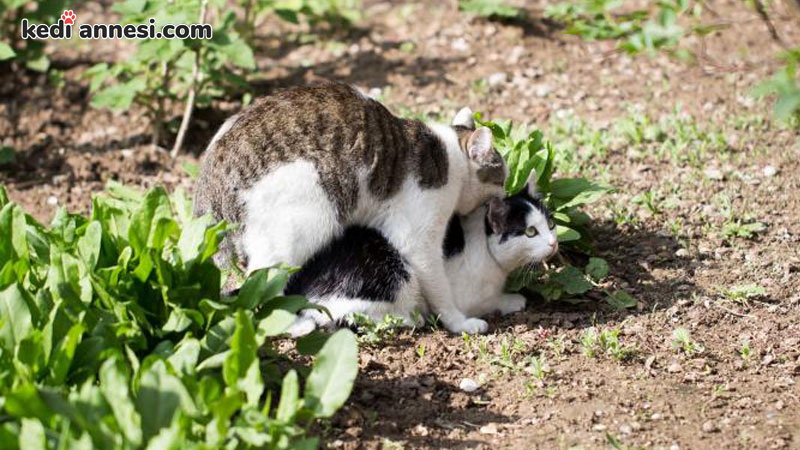 Kedi Kızgınlık