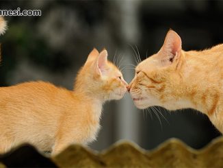 iki-kediyi-birbirine-alistirma