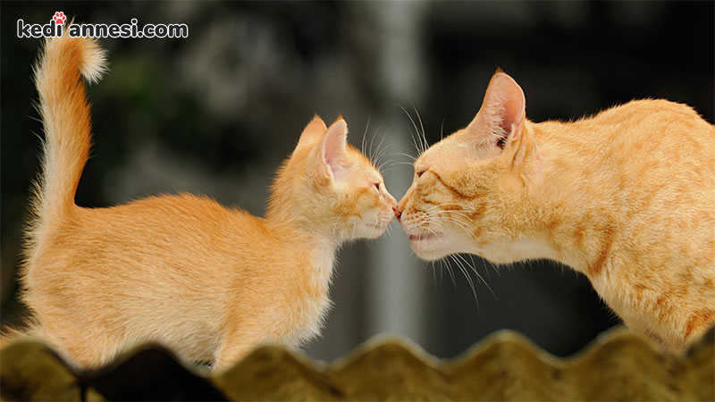 iki kediyi birbirine alistirma ipuclari kediannesi com