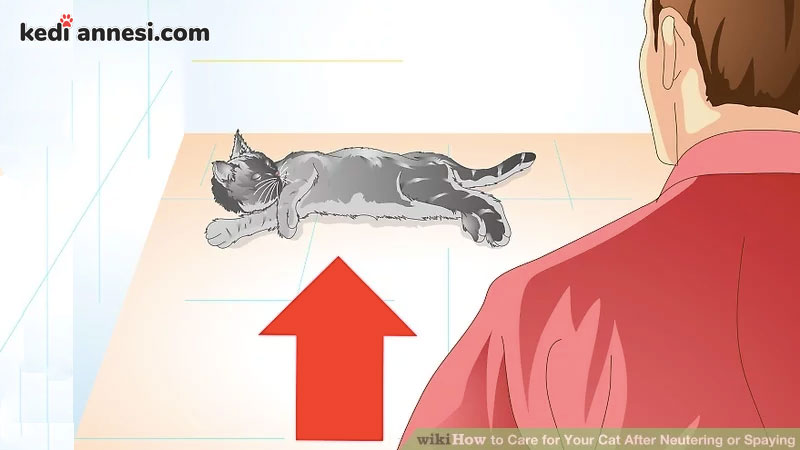 Kedilerde Kisirlastirma Sonrasi Bakim Kediannesi Com