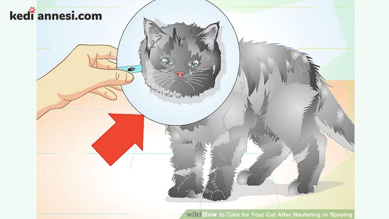 kedilerde_kisirlastirma_operasyonu_sonrasi_bakim_4