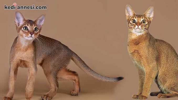 abyssinian