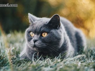 british_shorthair_kisa_tuylu_kedi_cinsleri