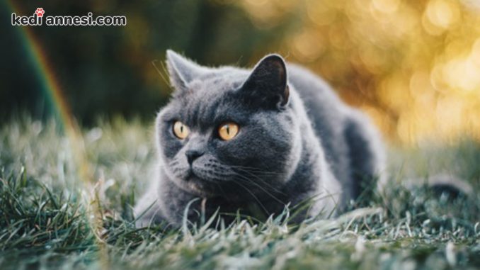 british_shorthair_kisa_tuylu_kedi_cinsleri