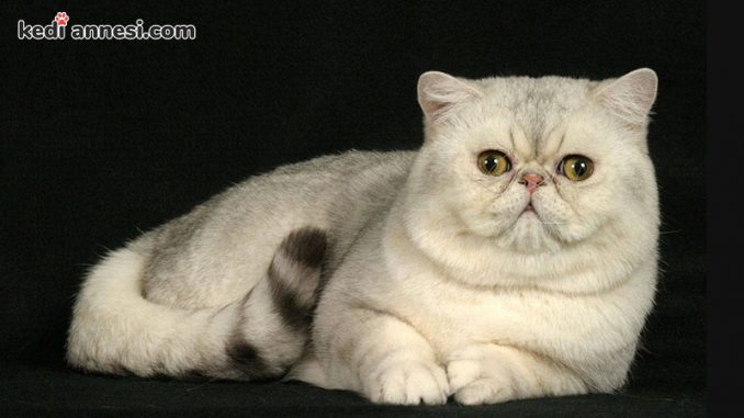 exotic_shorthair_kisa_tuylu_kedi_cinsleri