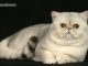 exotic_shorthair_kisa_tuylu_kedi_cinsleri