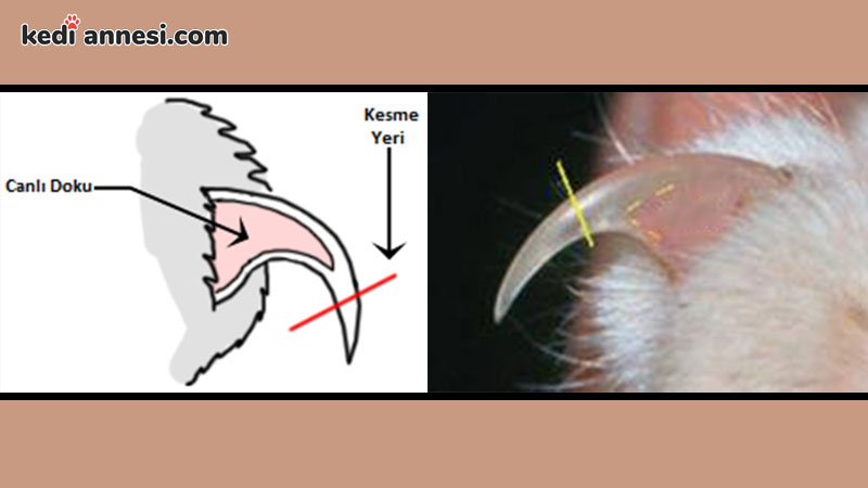 kedilerin_tirnak_yapisi