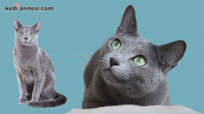 russian_blue