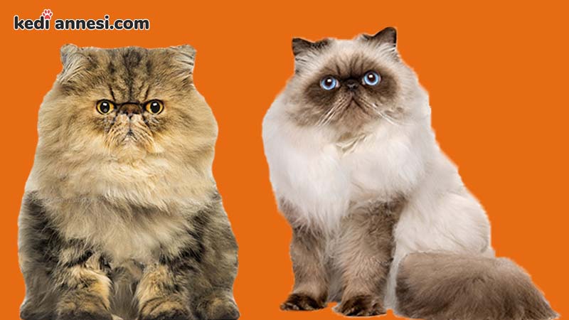 İran Kedisi - Uzun Tüylü Kedi Cinsleri - kediannesi.com