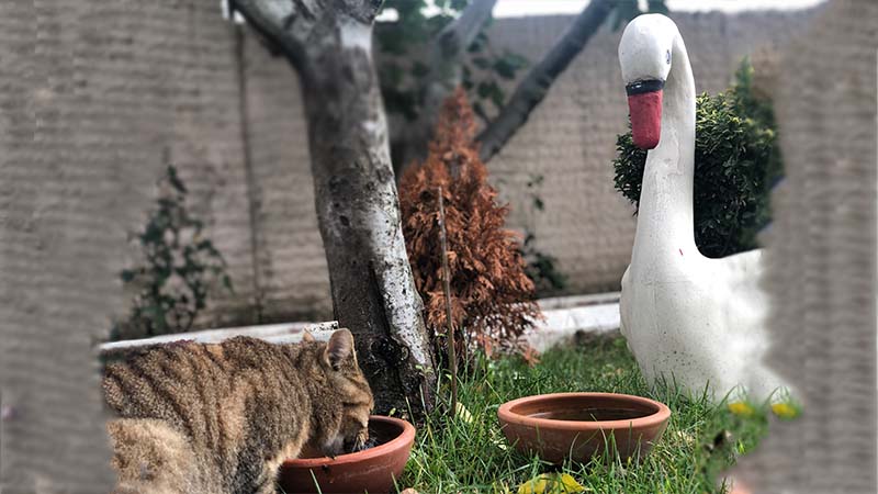 sokak kedileri ne yer