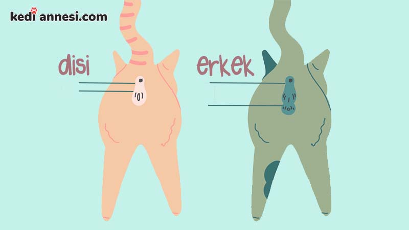 kedi cinsel organı