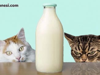 kediye süt verilir mi