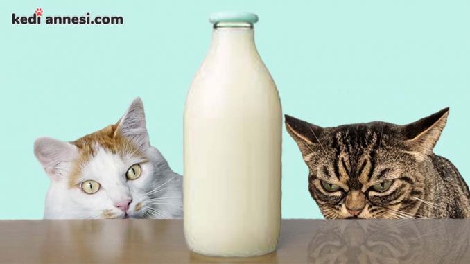 kediye süt verilir mi